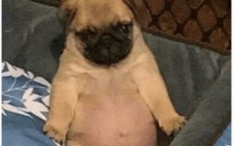 PCGROOMER