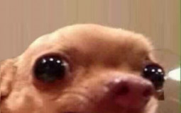 dogs