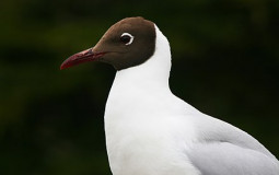 gulls