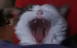 EXP Biting chart