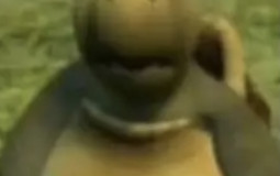 Actual Xbxo