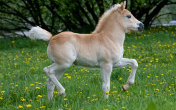 One trick ponies