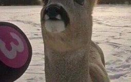 Deer tier list
