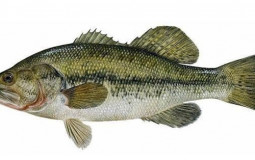 Fish of Minnesota