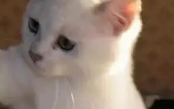wibtürk