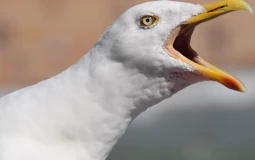 What I Think About Birds