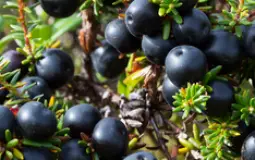 Berries readily available in Fennoscandia