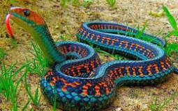 Snek tier list