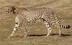 les animaux