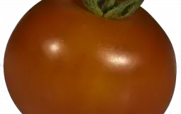 Fruit
