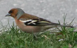 european songbirds