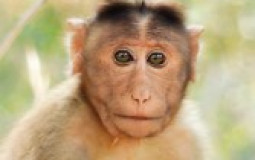 Monkeys
