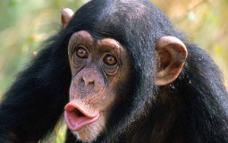 Monkeys :)
