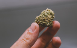 Weed Strains