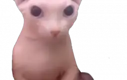 kissa