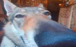 Участники ЗПА