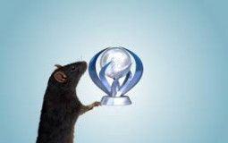 Best Rats