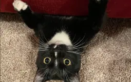 the pets among us
