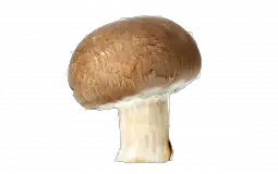 ENSA