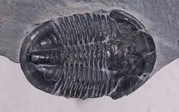 Trilobite orders