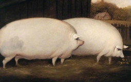 Battle Animals