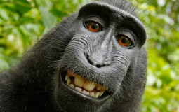 Apemen Tier List