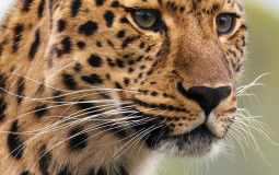 Animal tearlist