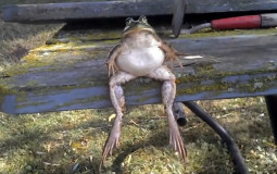 iyldutuukj