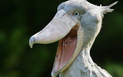 Funny Bird Tier List