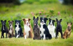 exclusive dog breeds