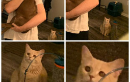 bb