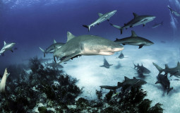 Sharks I care about