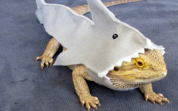Lizard Tier List