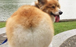 Corgi butts