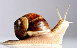 Snail tier list | Deluxe