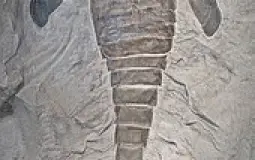 State fossils