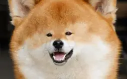 yarg