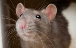Animaux