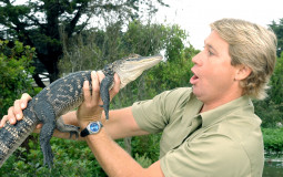 Animals we would fight