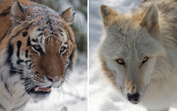 Feline/Canine tier list