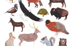 North American Animals Ranked