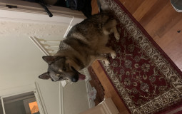 Pets