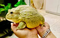 Frogs tiers list