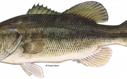 Types of Fish to Catch
