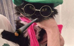 cats