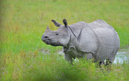 Rhino tier list