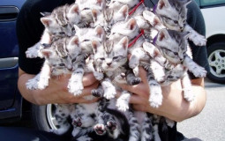 Cat breeds