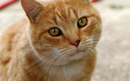 Cat Tier List