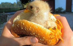 Chicken Sandwich Tier List