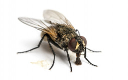 La mosca fria